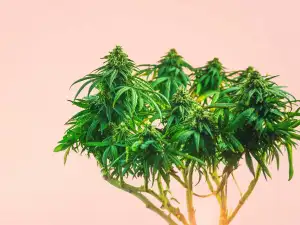 Beauty Hacks for Black Women Who Would Like to Keep their Nationality