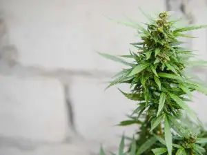 French Designers Develop Charity Giveaway Shows in March 2022