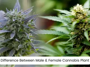 Exotic Places to Go To in 2022